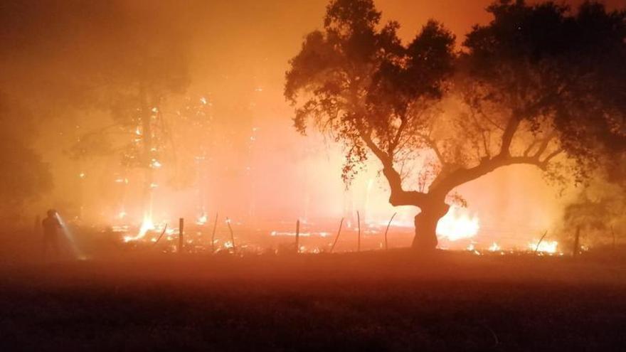 Un incendio quema parte del pinar que está detrás de Los Sauces en Navalmoral de la Mata