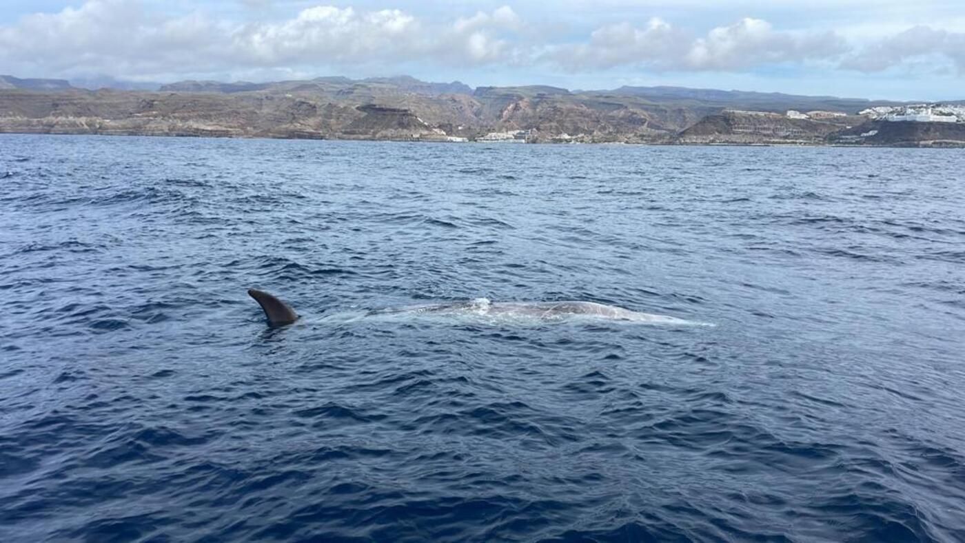 Zifio muerto a la deriva frente a Puerto Rico