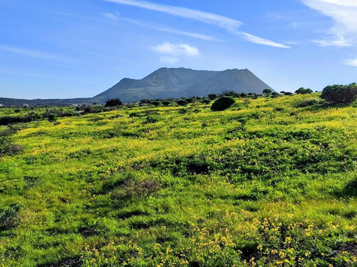 Los campos del norte de Lanzarote se tiñen de verde por las lluvias del invierno