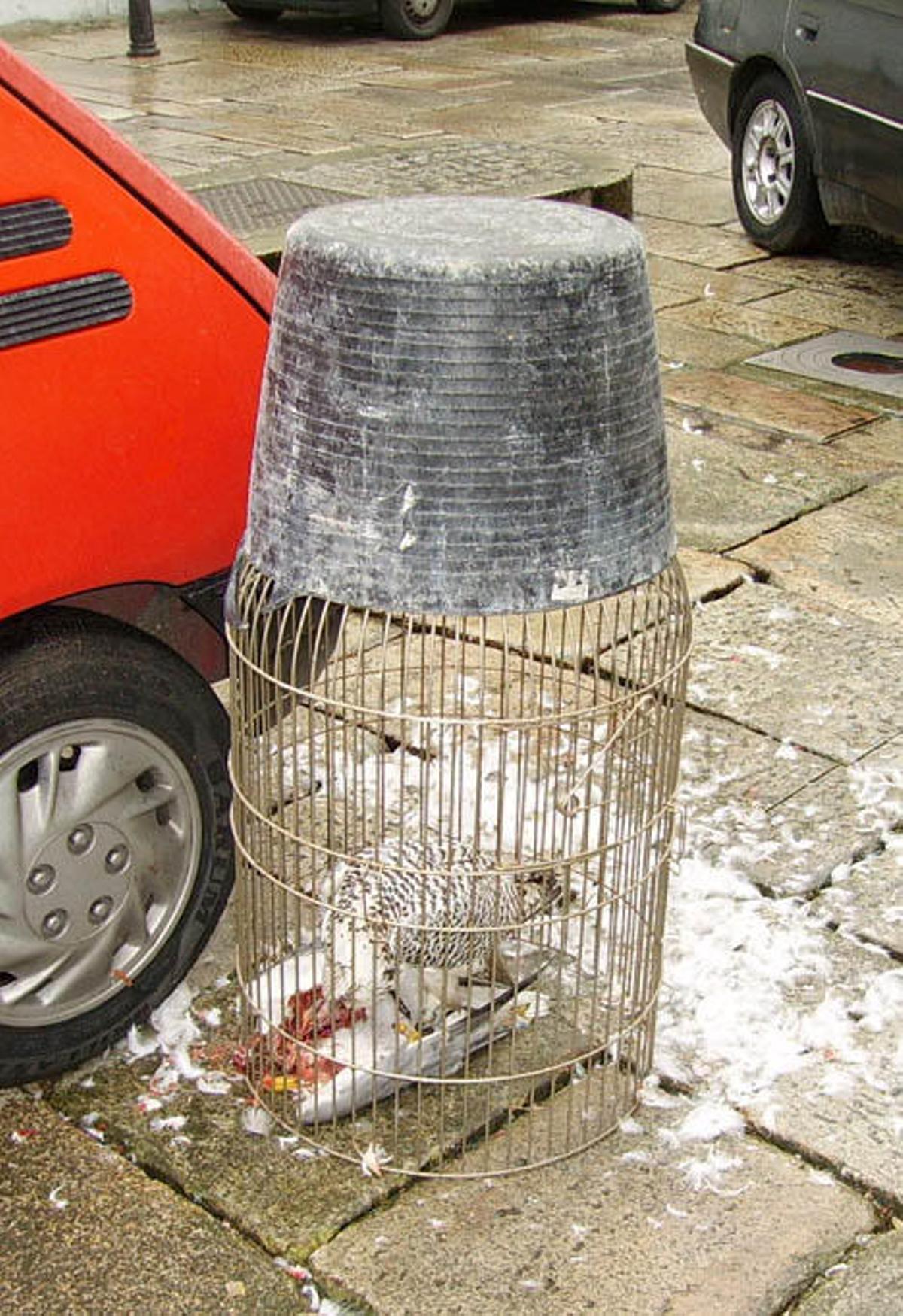 Un halcón de Alvedro, de caza en la Ciudad Vieja