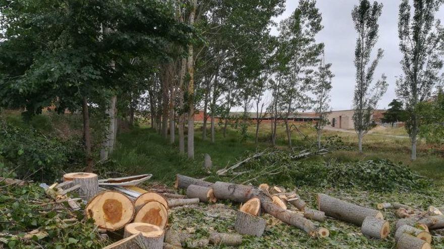 El PSOE denuncia la poda &quot;arbitraria&quot; de árboles en Moreruela de los Infanzones