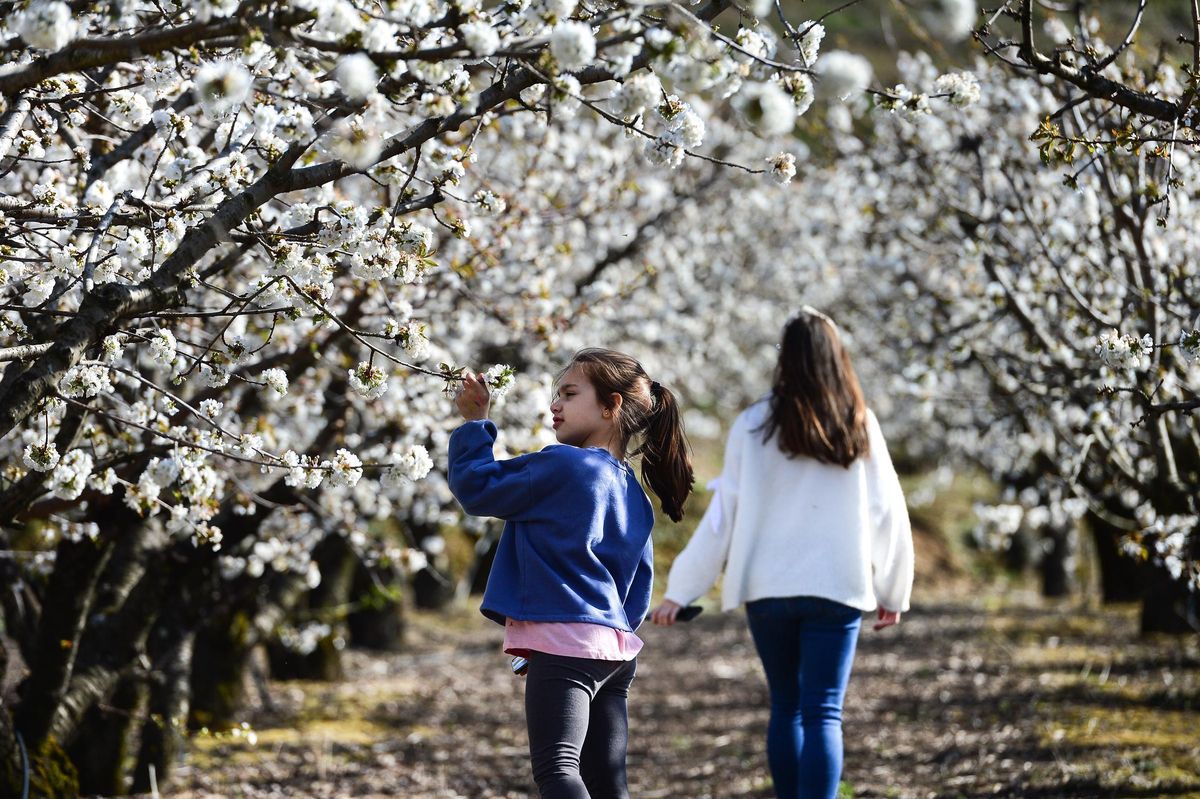 Imagen de los cerezos en flor.