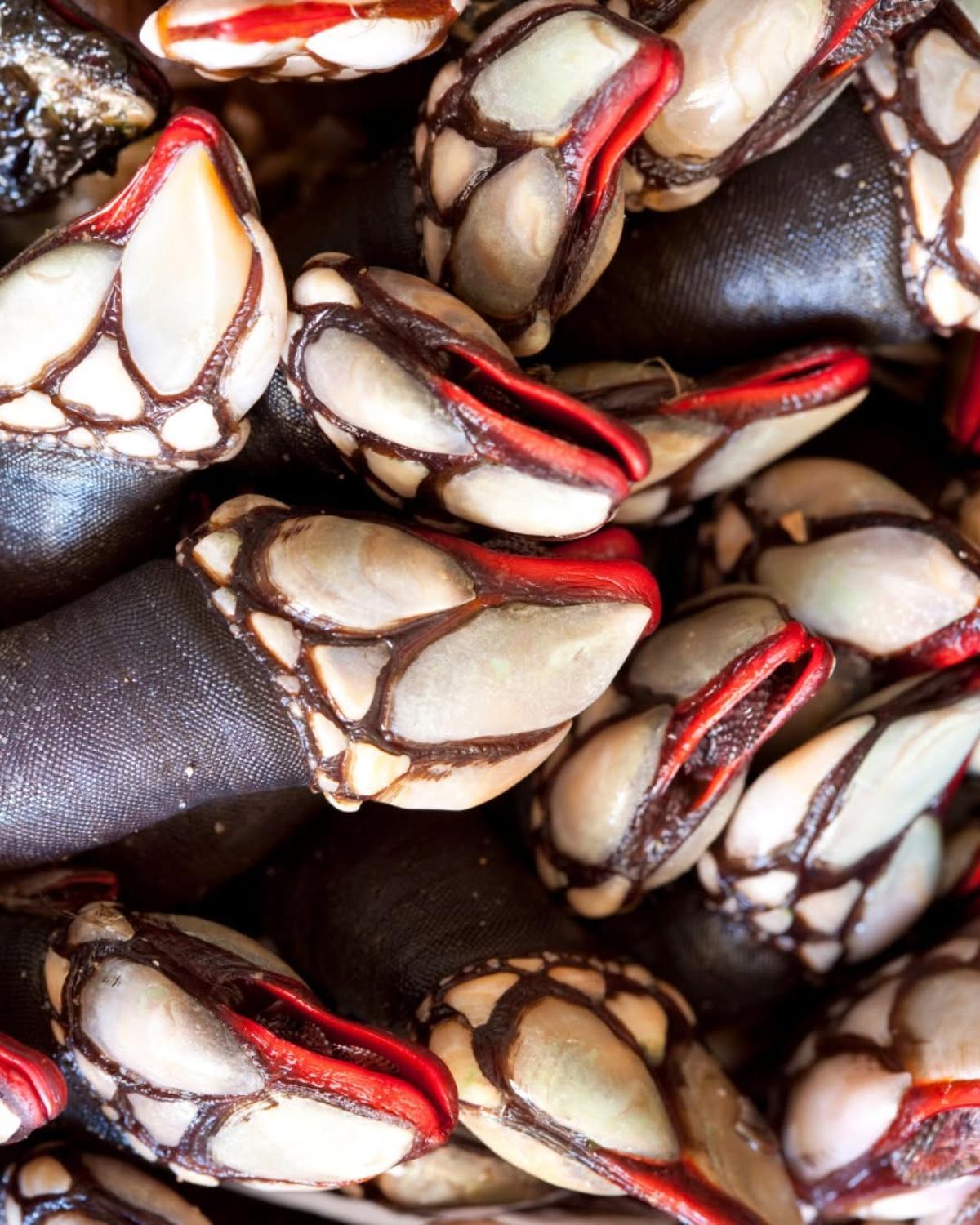 Percebes en Casa Ataulfo.
