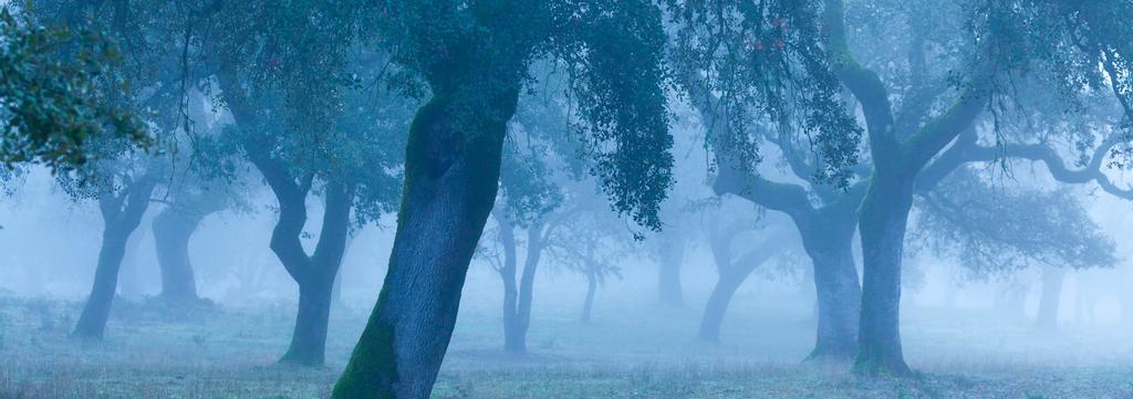 Dehesa en el Parque Natural Sierra de Aracena y Picos de Aroche.