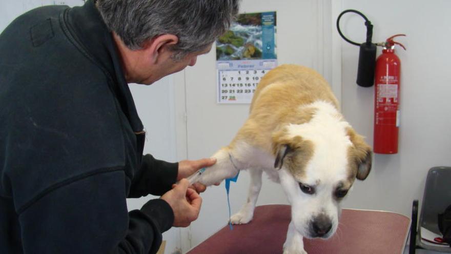 Un veterinari fent l&#039;analítica a un gos, a Callús