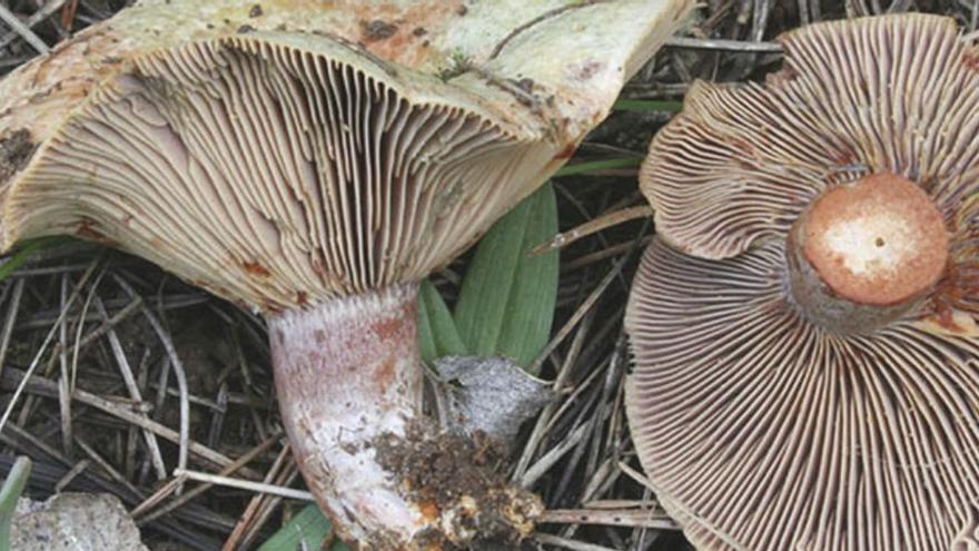 Setas recién recogidas en el campo.