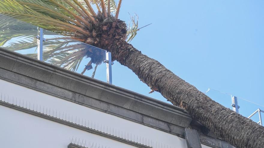 Una palmera se estrella contra un edificio en la Alameda de Colón