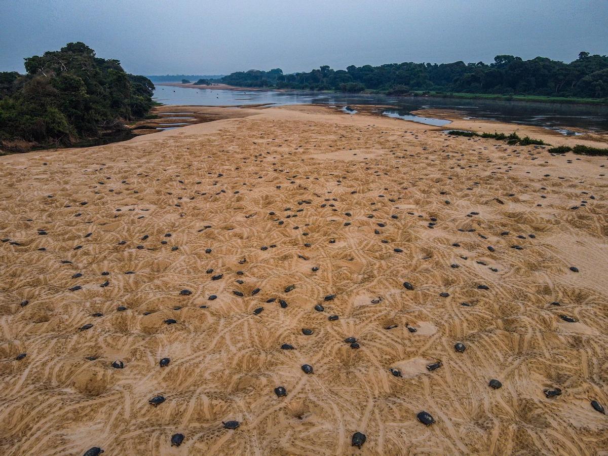 Crías de tortugas dirigiéndose al río