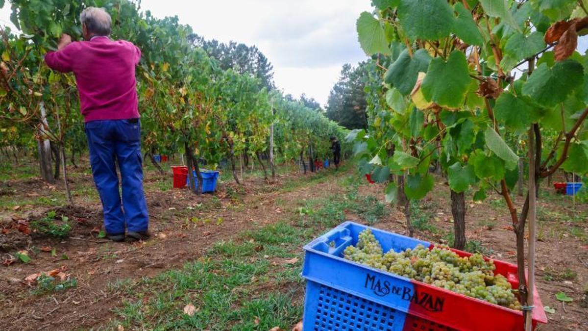 Viñedos en Vedra, donde obtienen uva para sus espumosos bodegas como Mar de Frades y Granbazán.