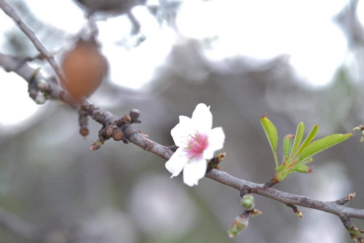 Las fotos de la tardía floración de los almendros en Mallorca Las fotos de la tardía floración de los almendros en Mallorca