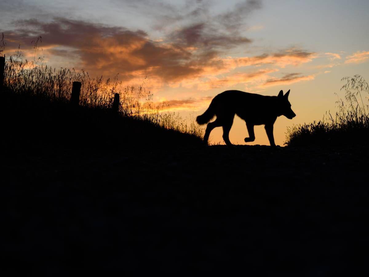 Silueta de un lobo al atardecer, en Segovia.