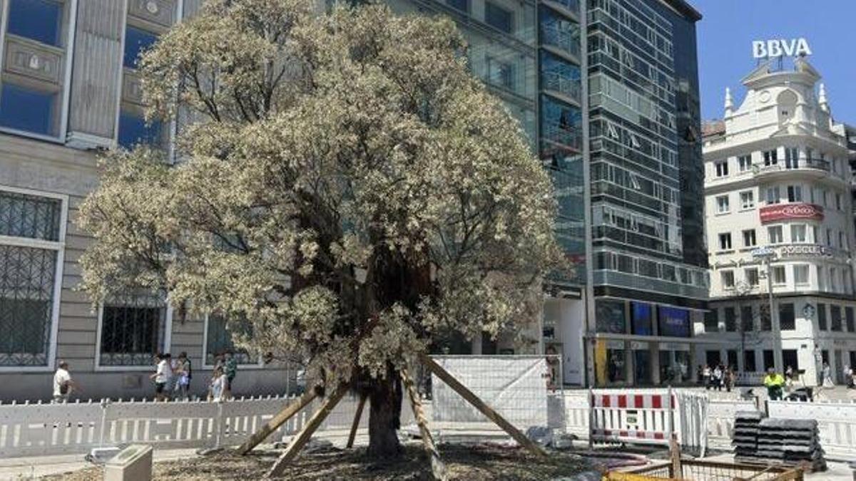 El concello de A Coruña afirma que el metrosidero está vivo y "monitorizado 24 horas al día"