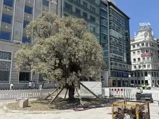 El concello de A Coruña afirma que el metrosidero está vivo y "monitorizado 24 horas al día"