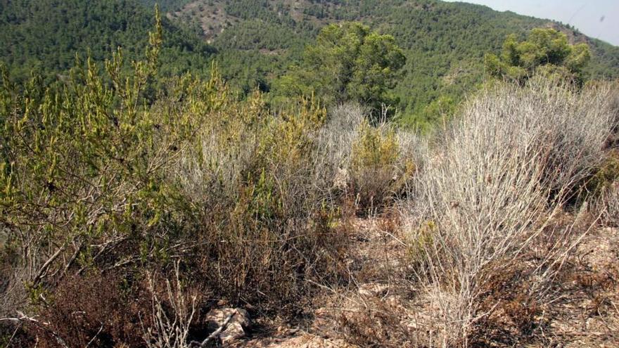 Imagen del Majal Blanco, en el valle de Carrascoy.