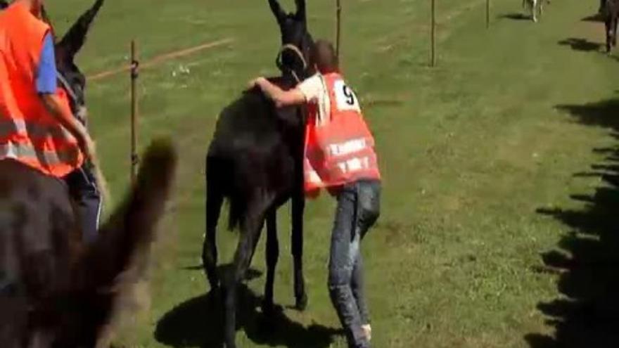 La carrera de burros más entretenida