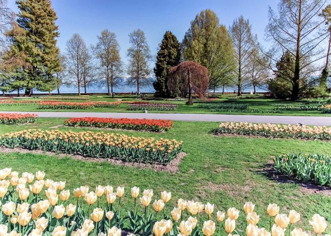 Tulipanes, Morges, Suiza