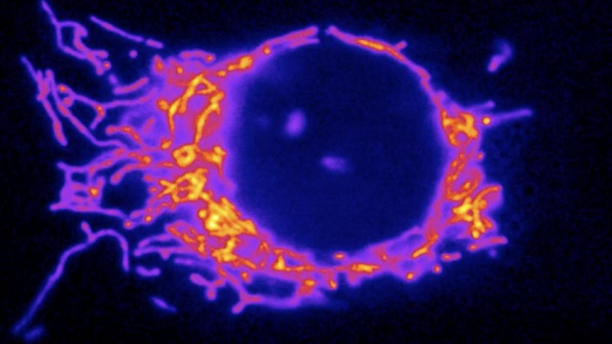 Esta imagen de un núcleo celular rodeado de mitocondrias (rosa y naranja) sugiere que las mitocondrias actúan como intermediarias entre el mundo exterior de las células y el mundo interior del genoma.