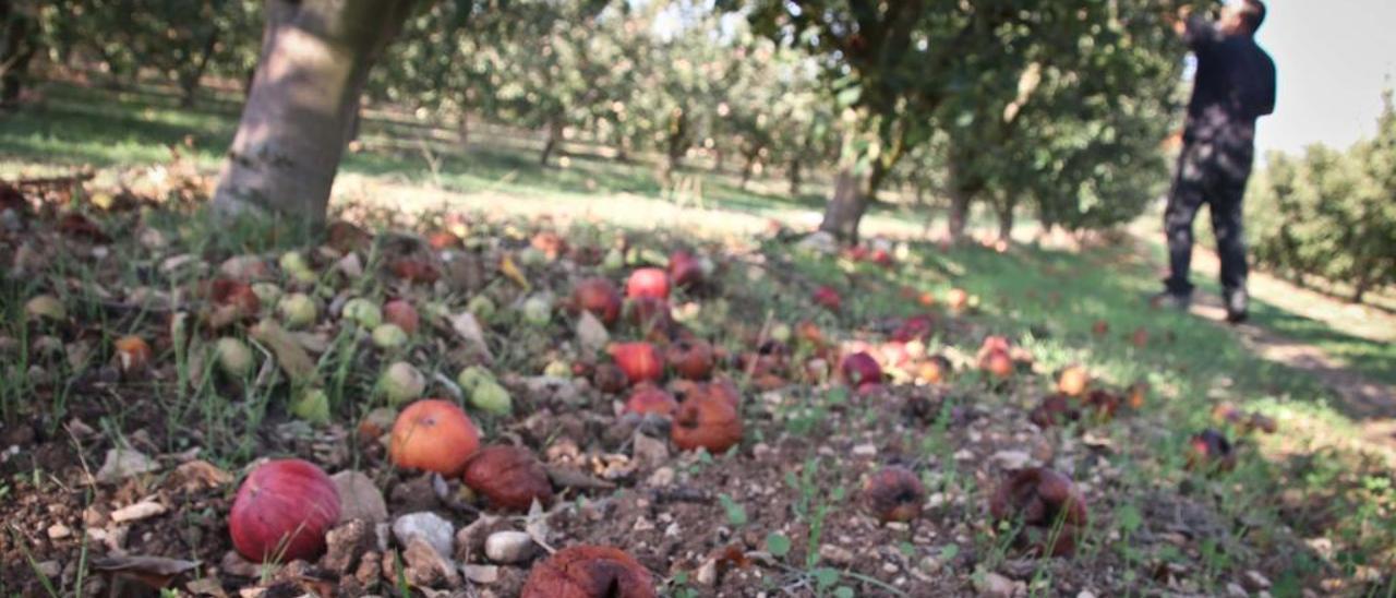La Sarga vive su peor campaña de manzanas al reducirse la cosecha un 90%