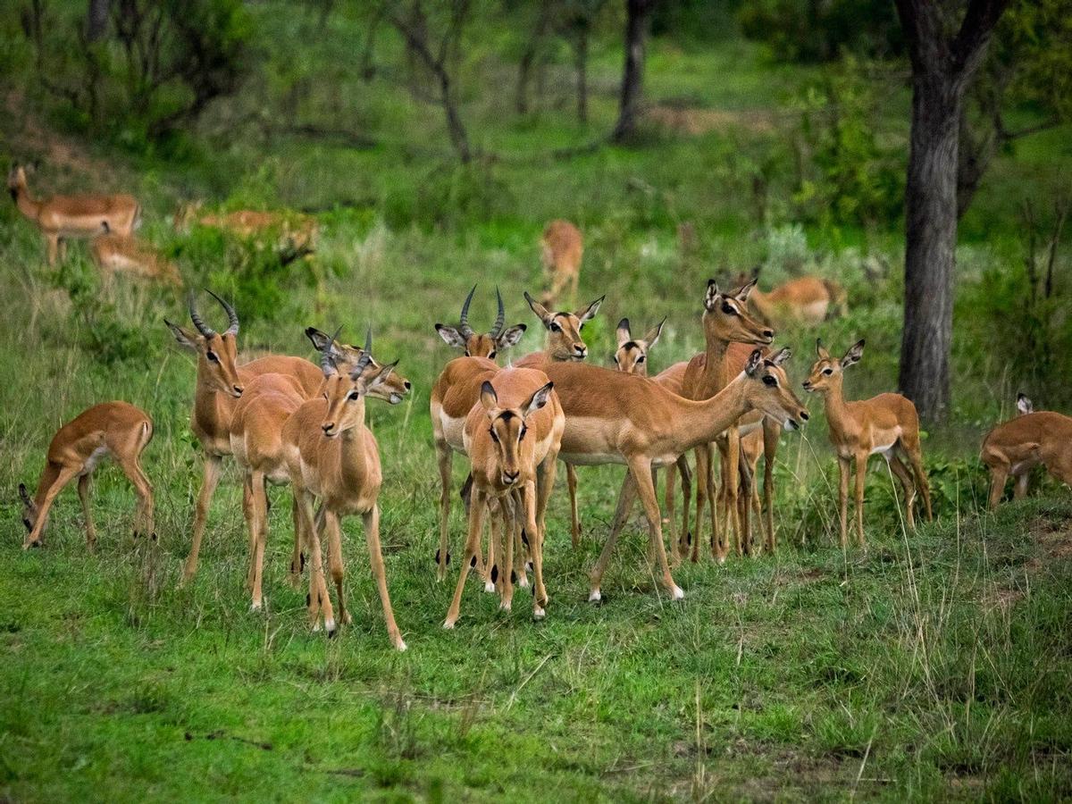 Impalas en el Parque Kruger