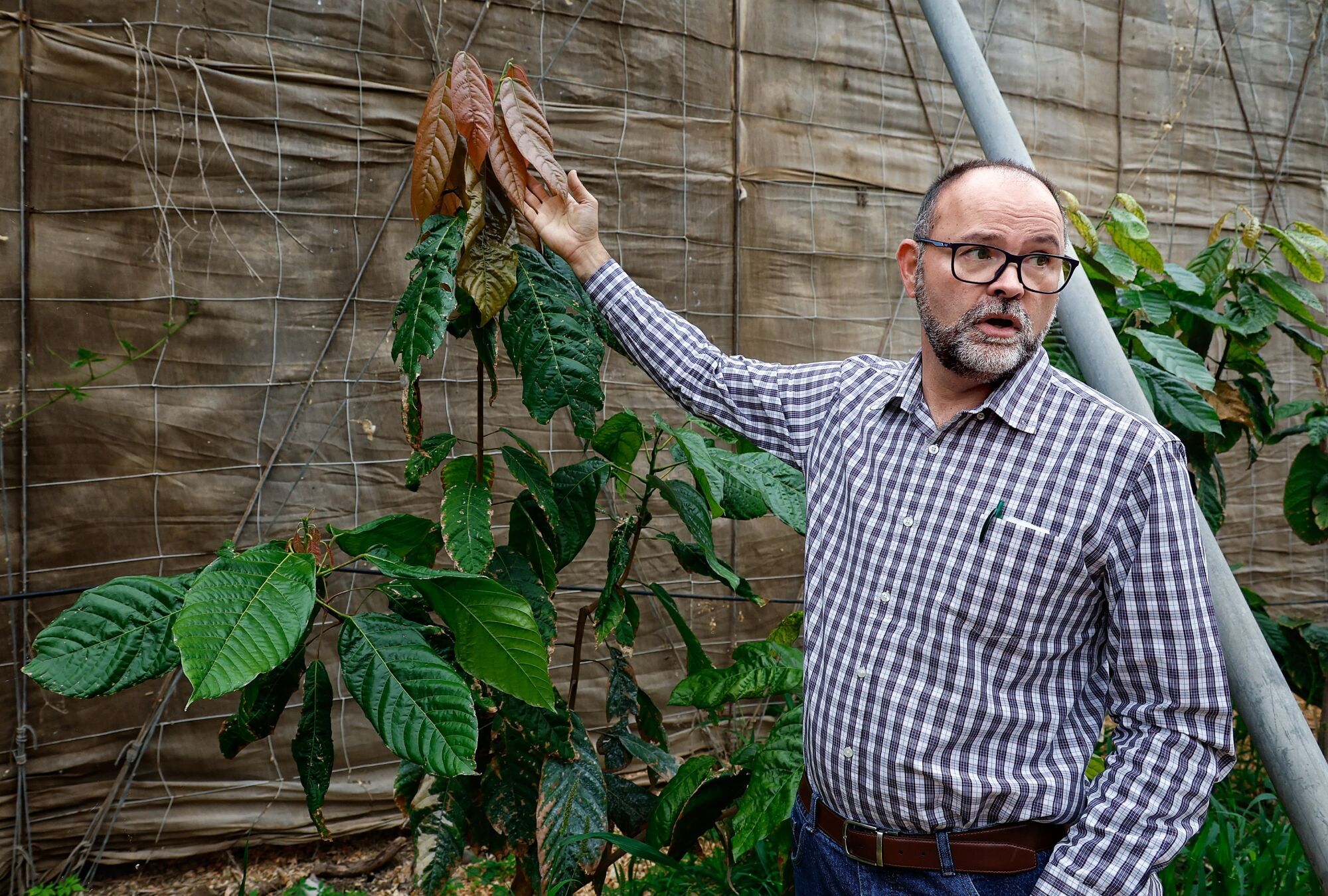 Finca de cacao en Valle de Guerra