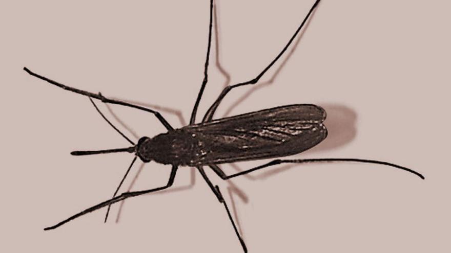 Mosquito ‘Culex pipiens’, transmisor de la fiebre del Nilo. |  // LOC