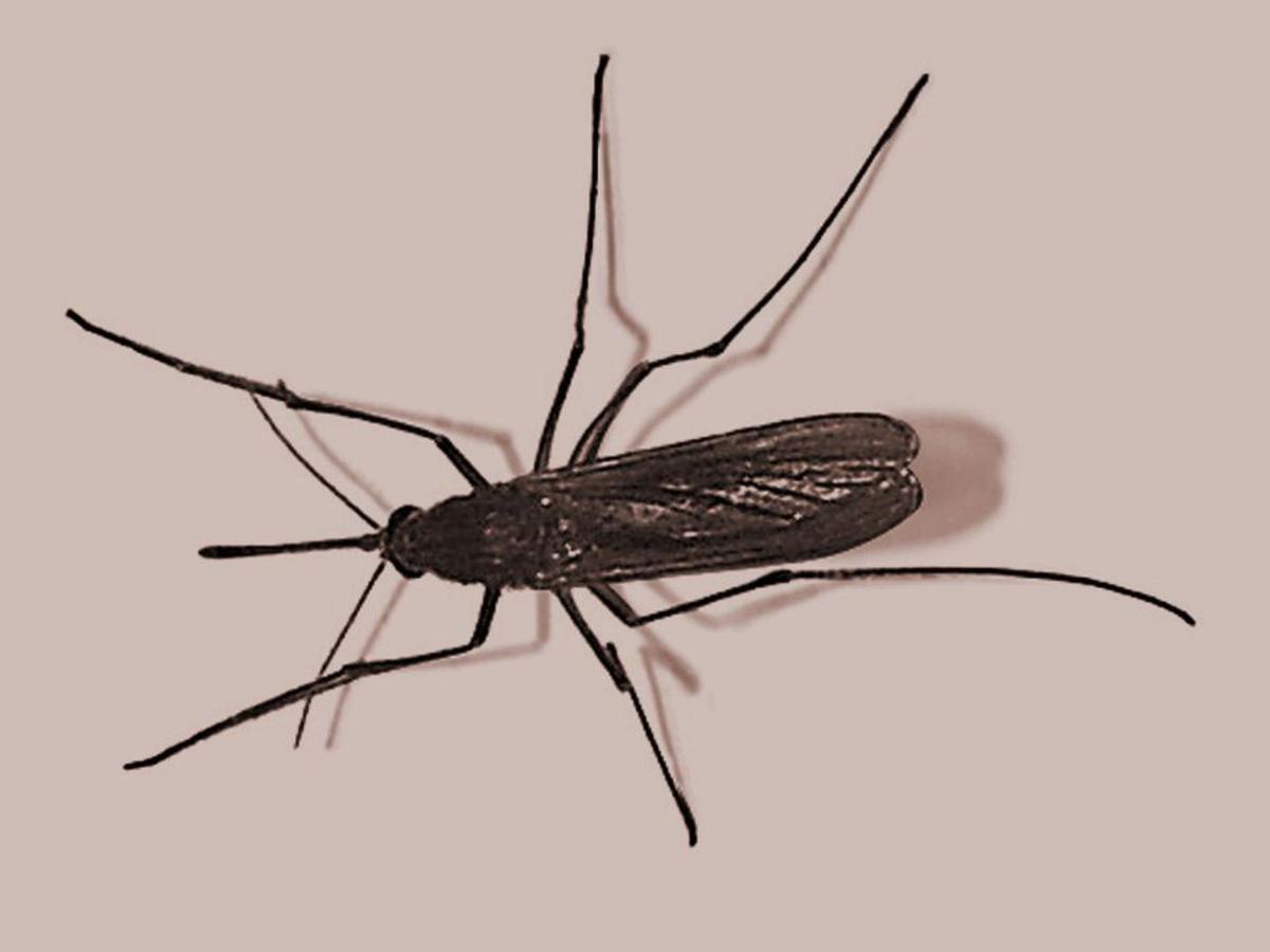Mosquito ‘Culex pipiens’, transmisor de la fiebre del Nilo. | // LOC