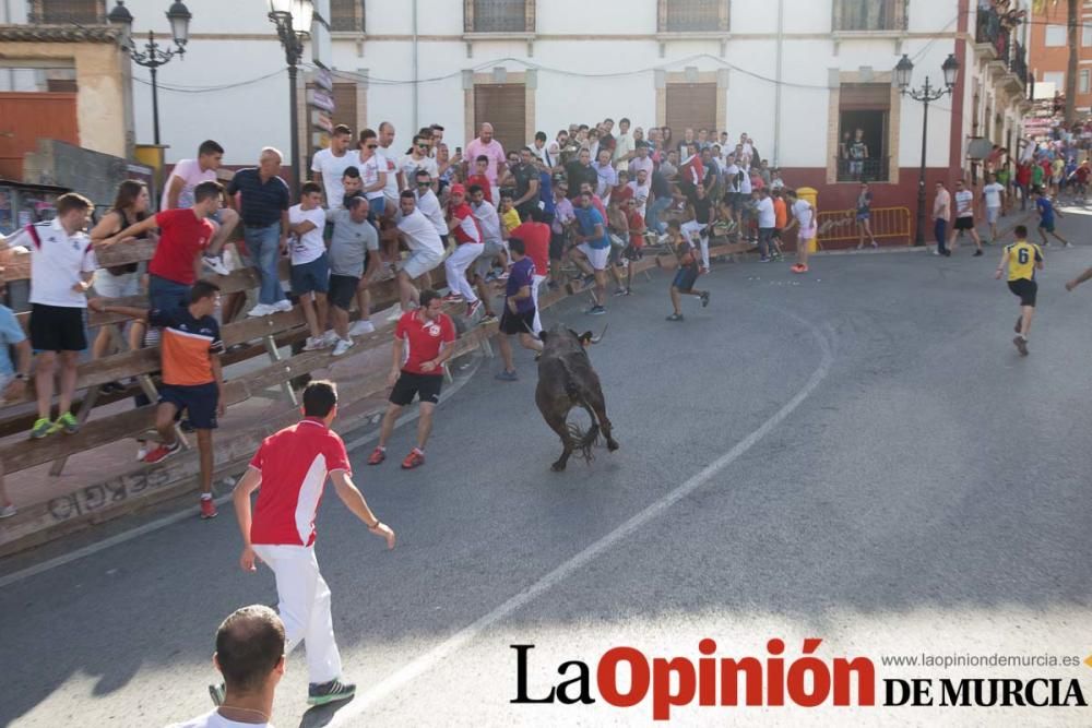 Última suelta de vacas en Moratalla