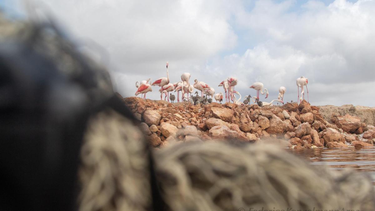 Imágenes de la histórica nidificación y cria de flamencos en la laguna rosa de Torrevieja este año