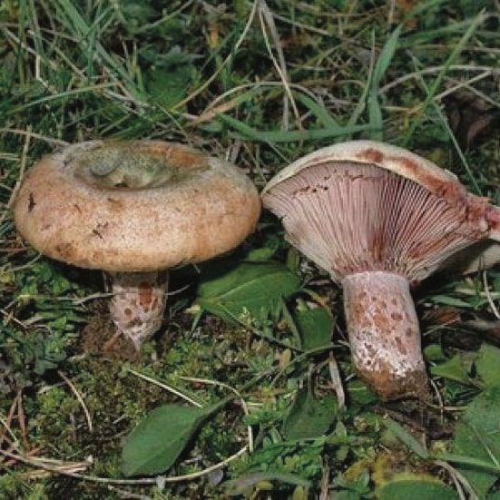 'Esclata-sang': Es la reina de la temporada de setas en Mallorca. La variedad local es el 'Lactarius Sanguifluus'. Un excelente comestible.