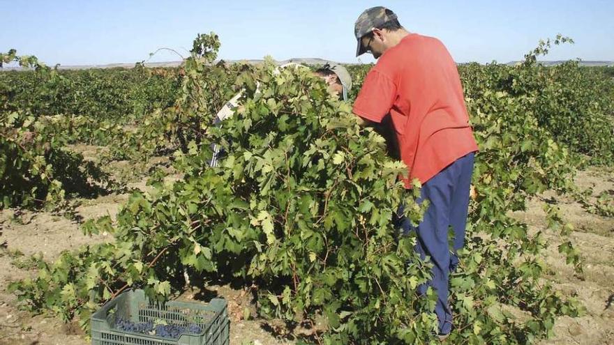 Dos vendimiadores recolectan uvas en una parcela cultivada de viñedo de la Denominación de Origen. Foto