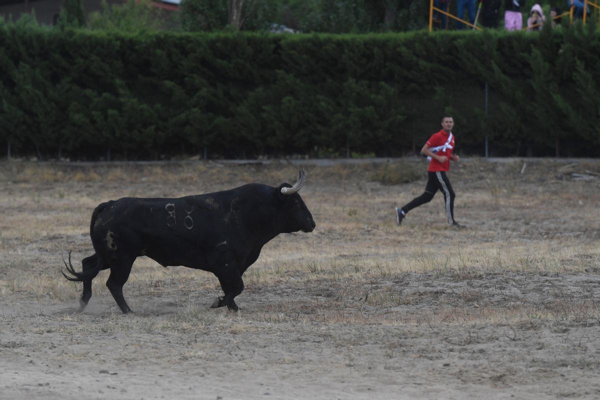 Los festejos del Toro de la Vega, en imágenes