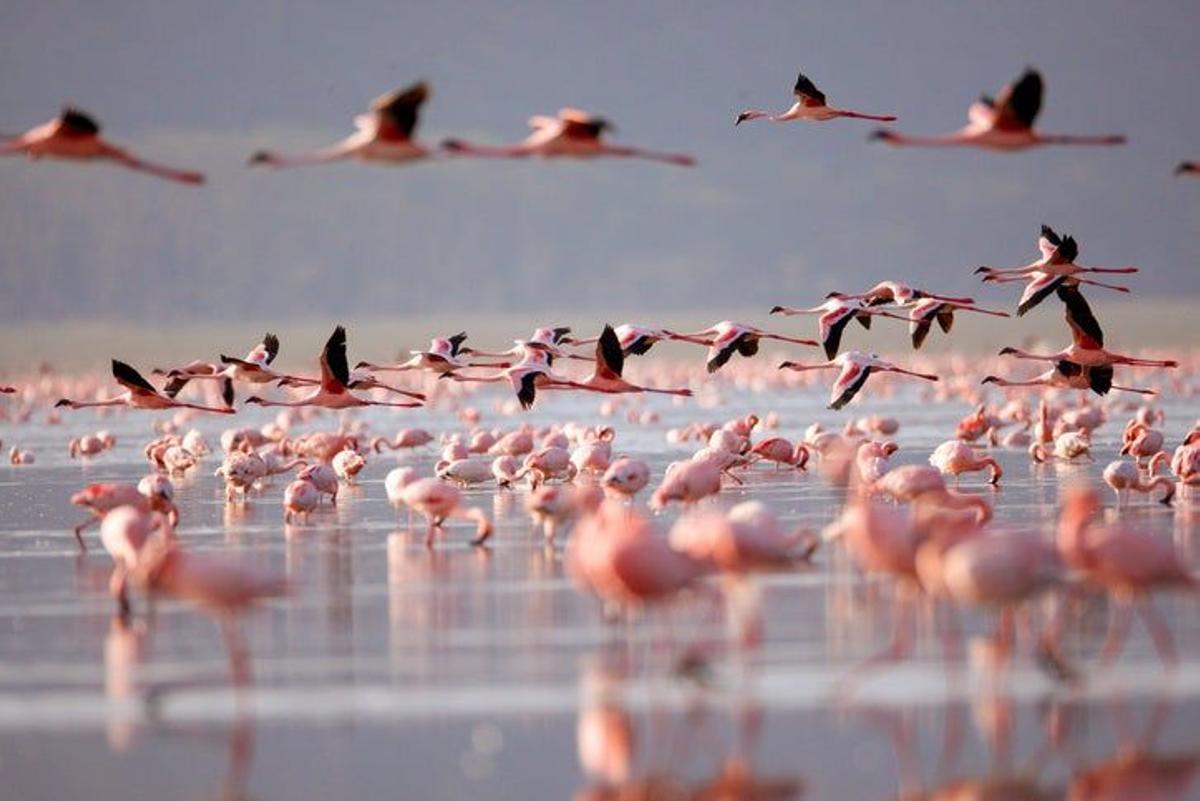 Parque Nacional de Nakuru