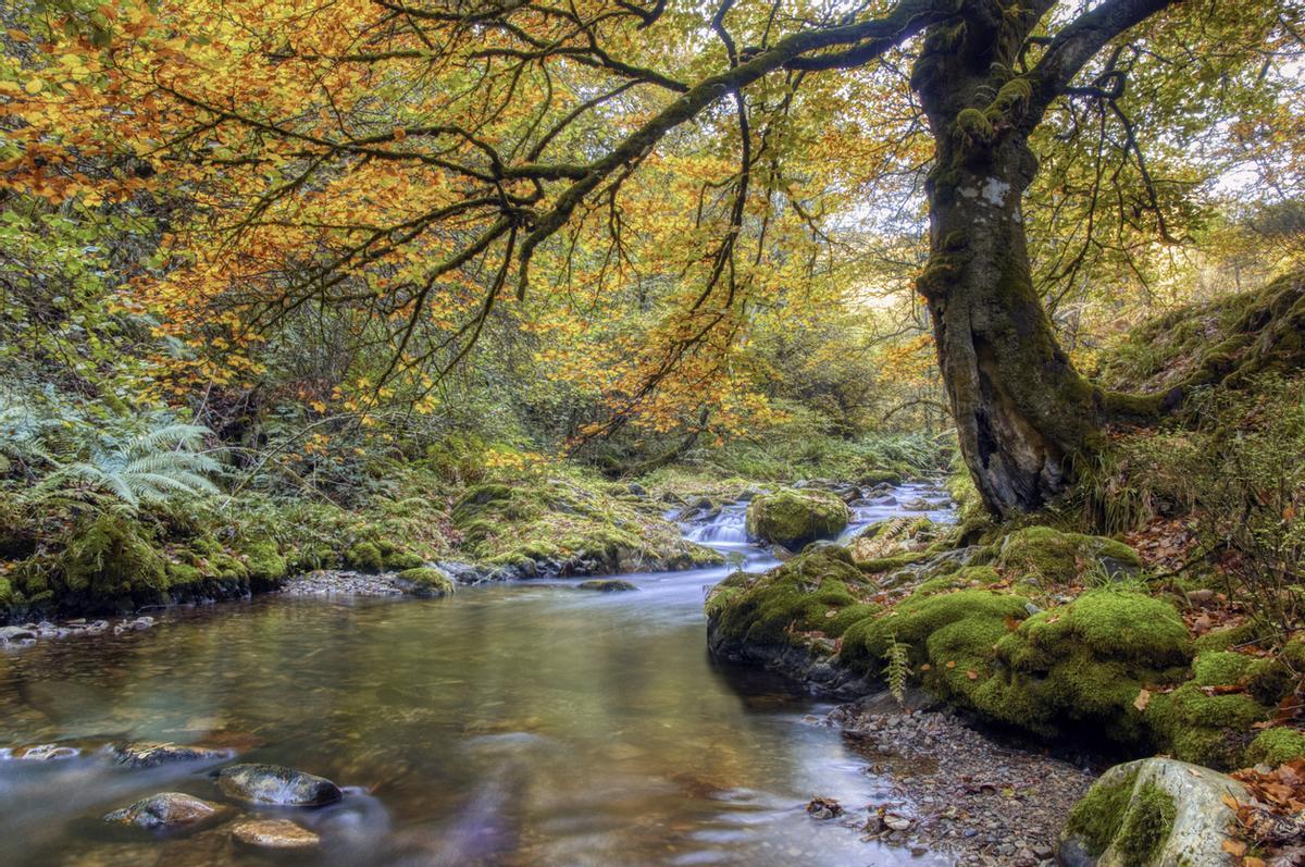 Hayedo en otoño en el bosque de Muniellos