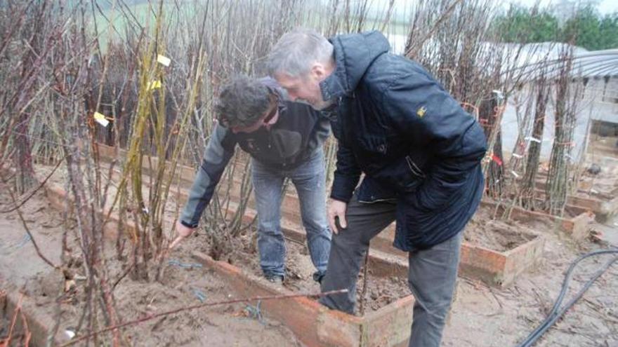 José Madiedo enseña una planta de nogal a Luis Menéndez, en Villaviciosa.