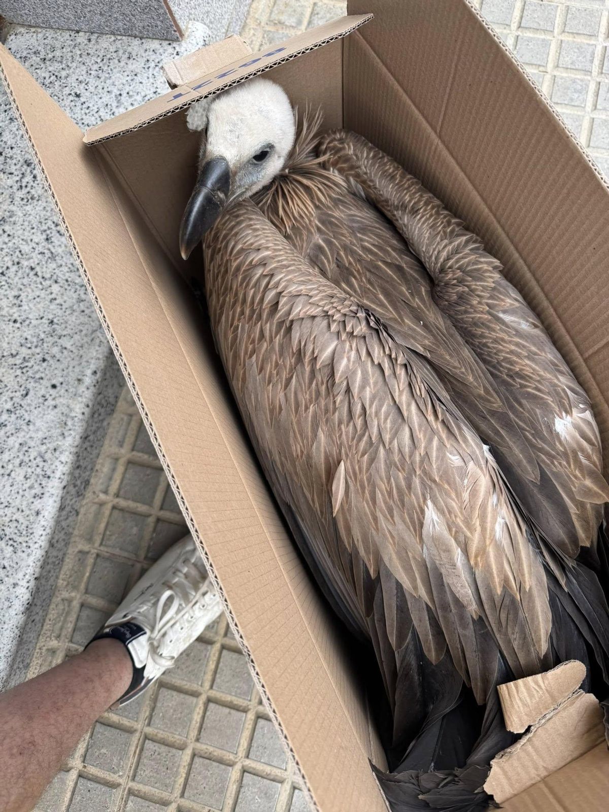 El animal en una caja a la espera de la recogida por parte de Amus.