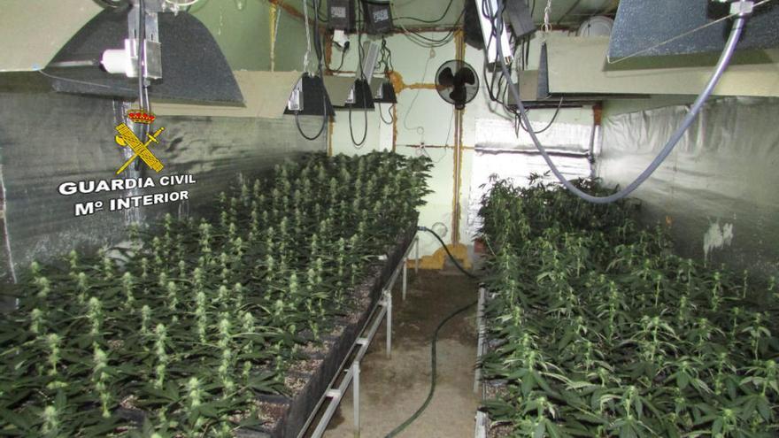 Más de un millar de plantas de marihuana en Vila de Cruces