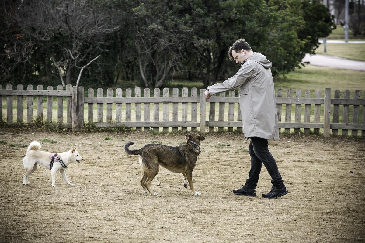 De custòdia compartida a pagar una pensió: així són els divorcis amb mascotes