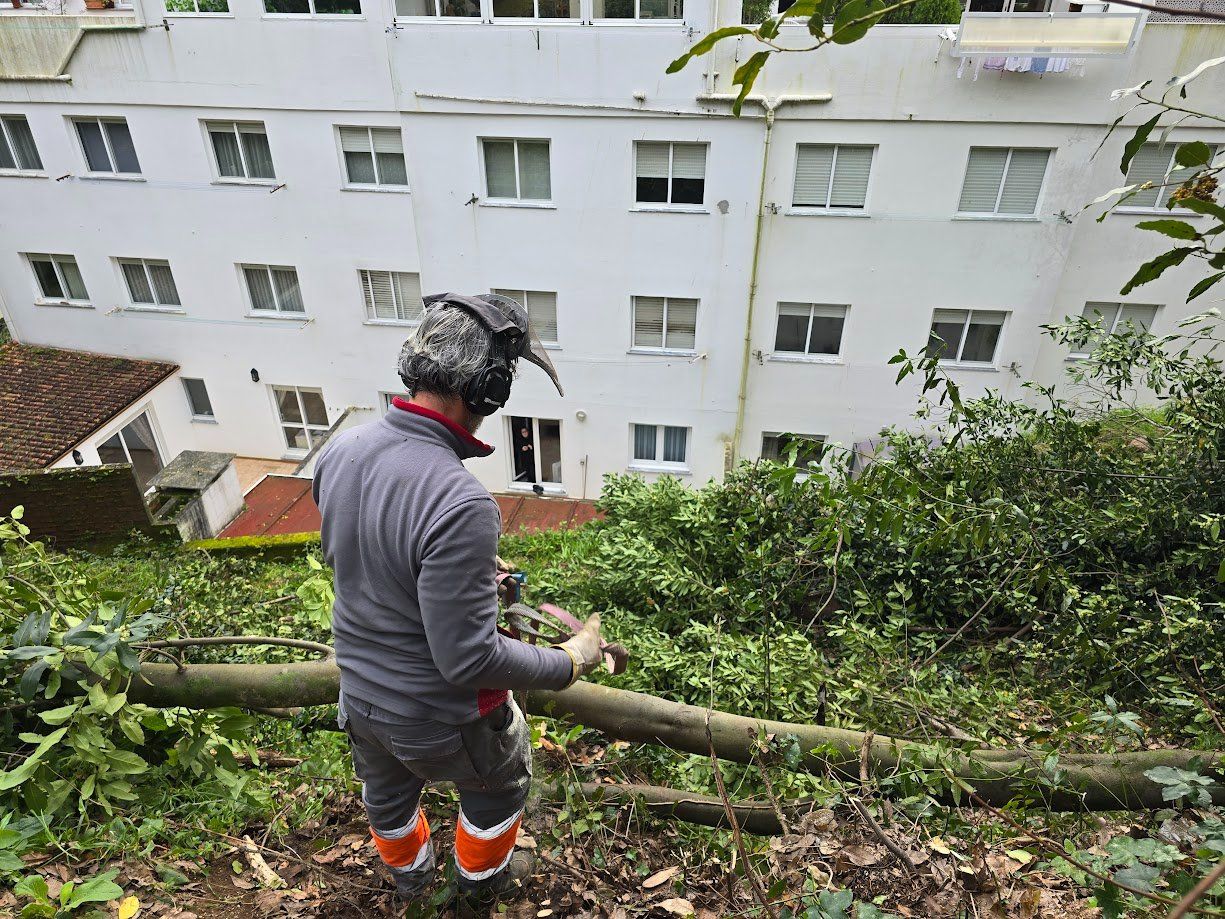 La tala de árboles en el Parque Valdés Bermejo para garantizar la seguridad ciudadana.