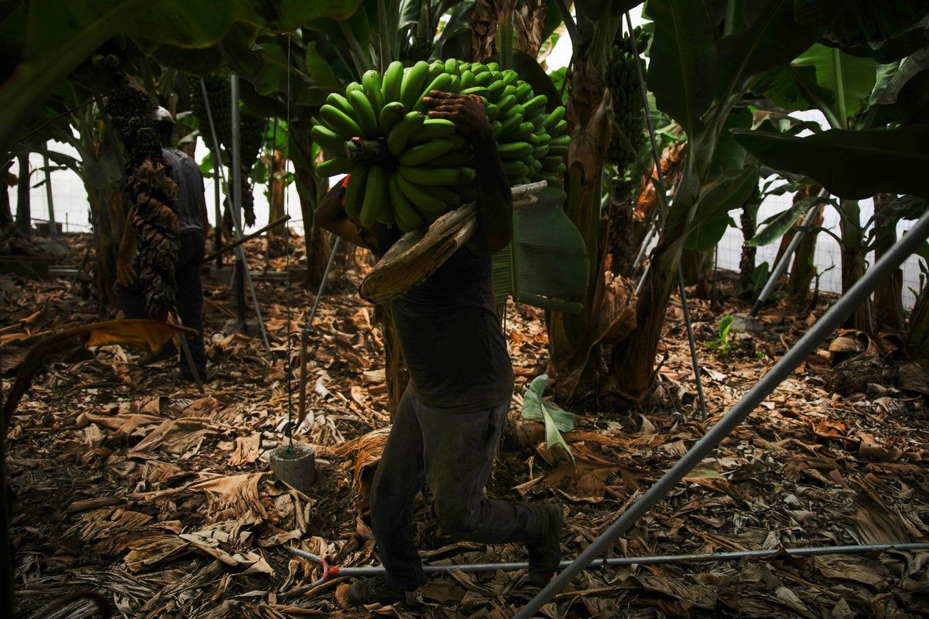 Agricultores recogen los plátanos de sus fincas llenas de ceniza del volcán en erupción en La Palma