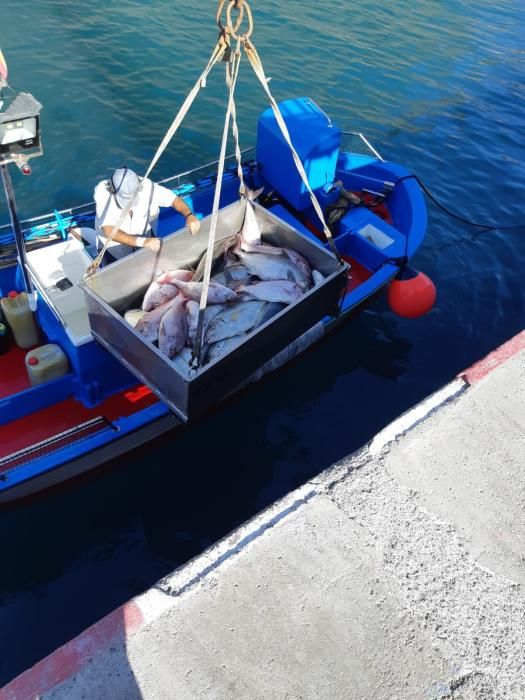 Encuentran una nasa ilegal con 288 kilos de pescado en La Gomera