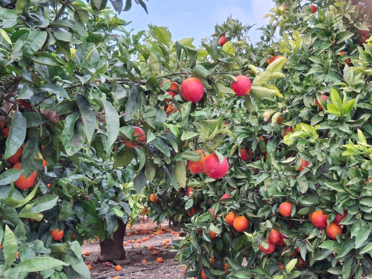 Quedan pocos huertos de naranjas de sangre en la Marina Alta