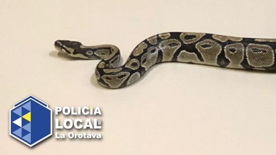 Serpiente pitón encontrada en la calle en La Orotava