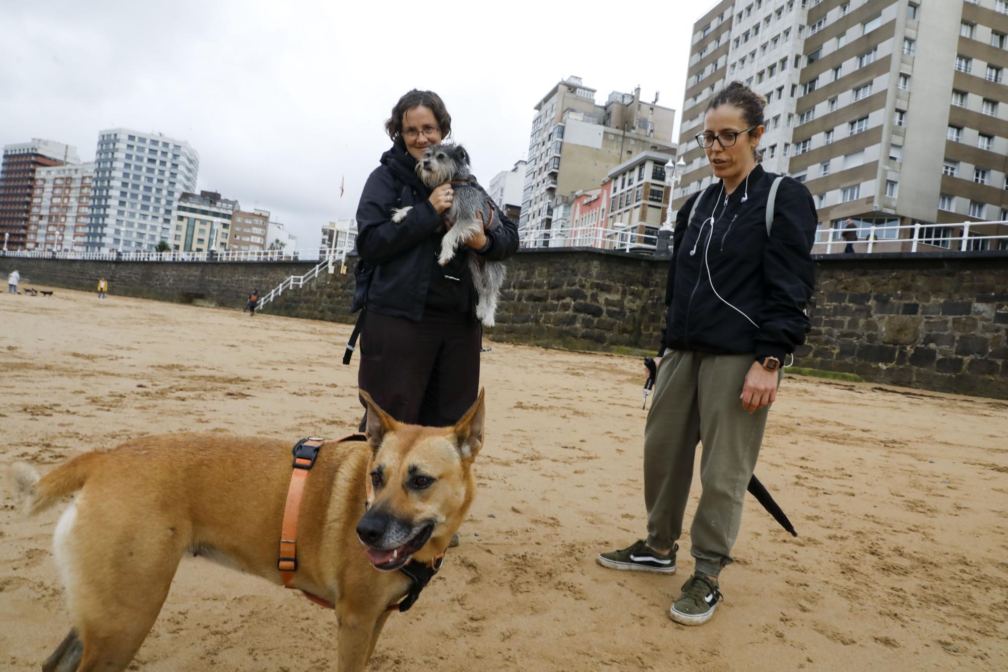 Los perros vuelven a las playas gijonesas