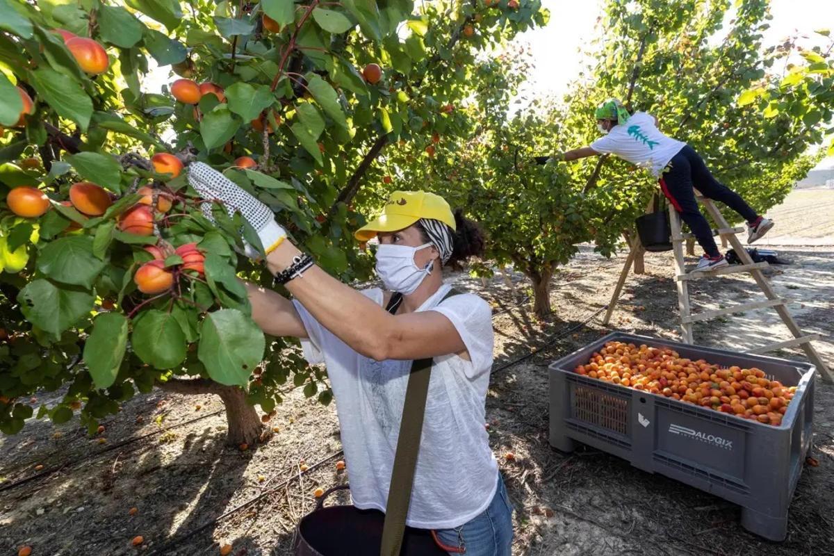 Una trabajadora recolecta albaricoques en una finca de Cieza (Murcia)