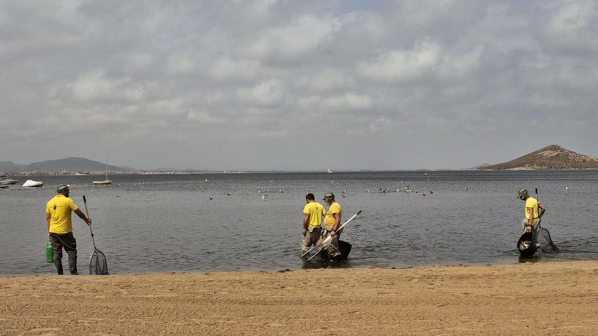 Operarios siguieron sacandopeces muertos ayer en el MarMenor.