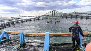 Una investigación advierte que la dorada y la lubina se estresan por las olas de calor y se mueren