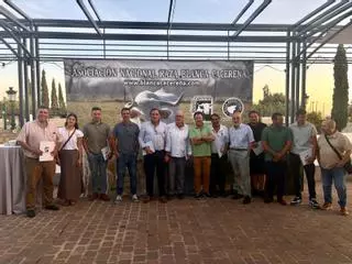 La Blanca Cacereña reúne en Cáceres a técnicos y ganaderos para defender una raza extremeña de protección especial