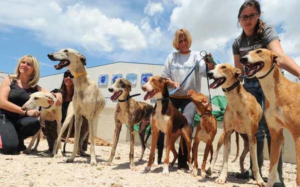 Rescatan a 7 galgos atados, sin agua ni comida en una piscina