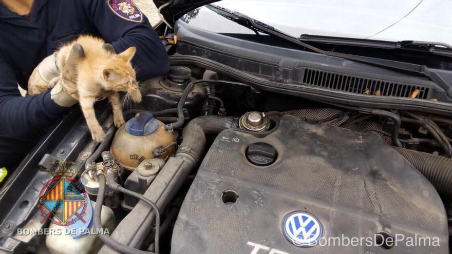 Rescatan a un gato bebé del motor de un coche