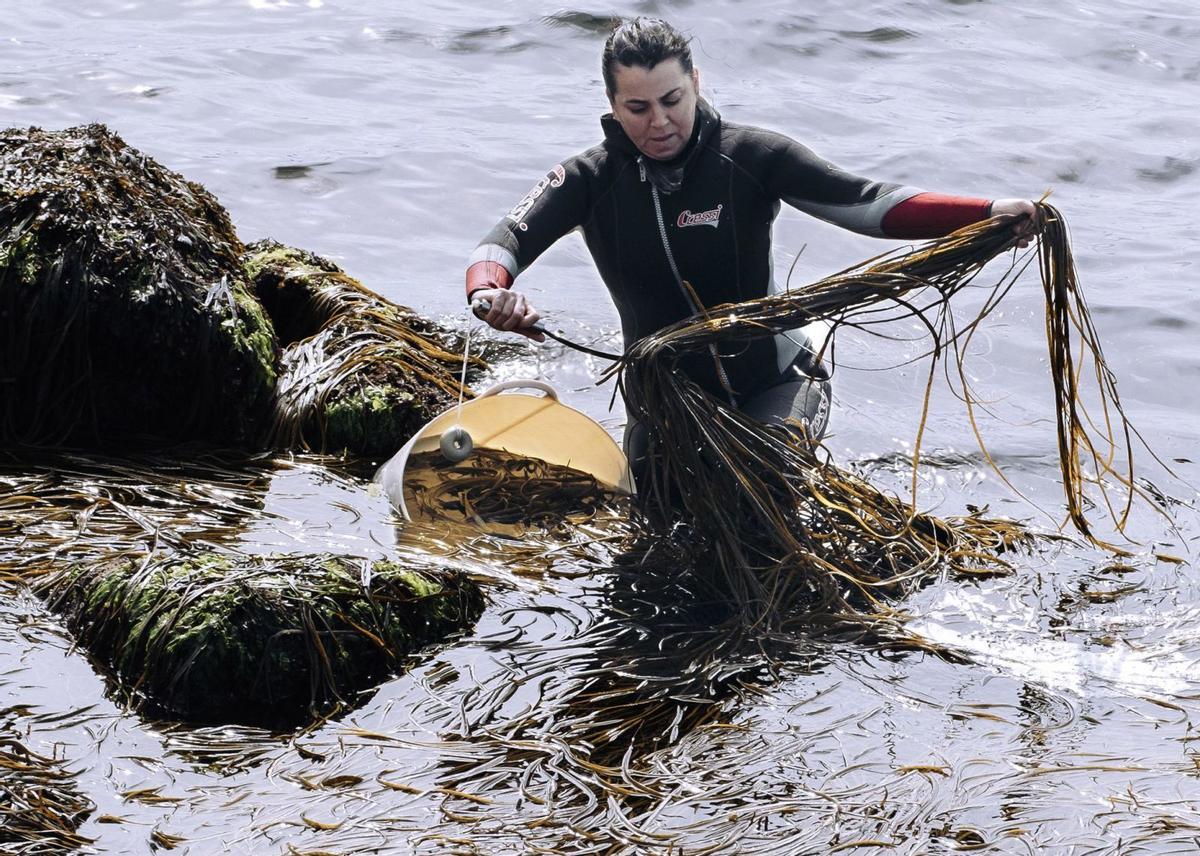 La ría de Vigo, un huerto para cultivar 20.000 kilos de algas comestibles